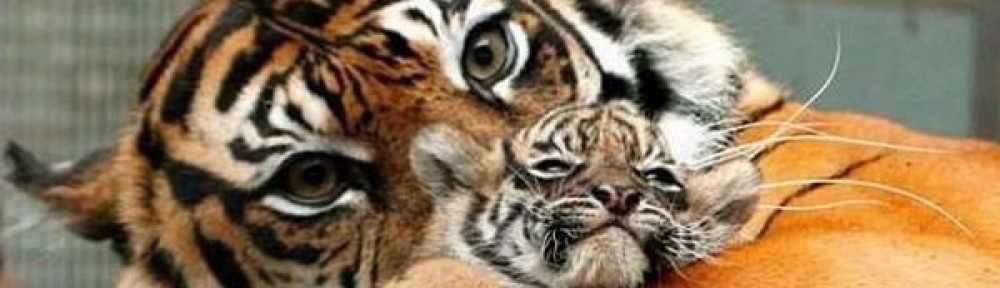 thejourneytoparenthood