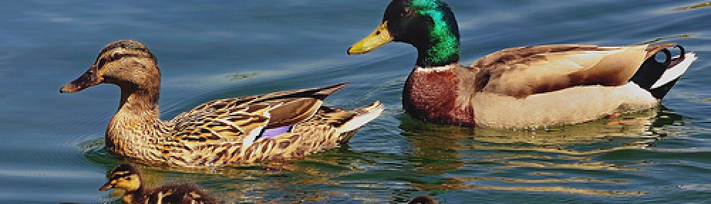 thejourneytoparenthood