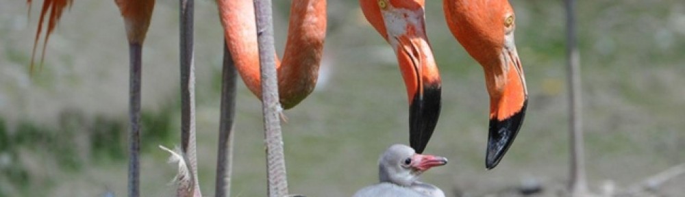 thejourneytoparenthood