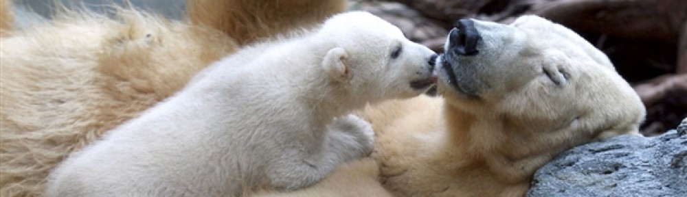 thejourneytoparenthood