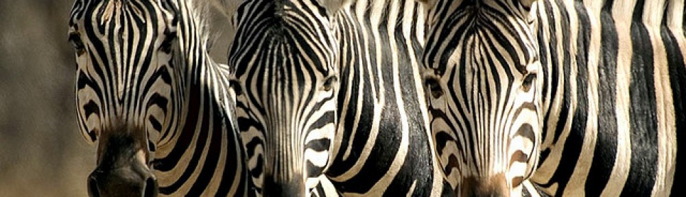 thejourneytoparenthood